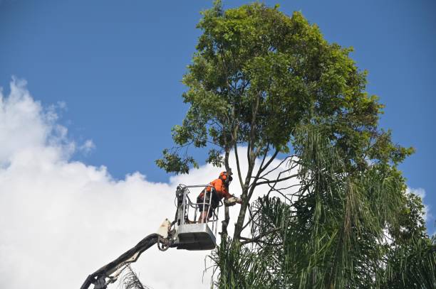 Best Weed Control  in New Market, AL